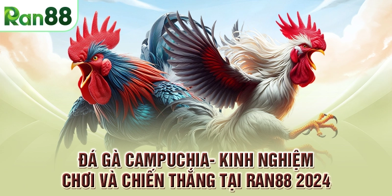 Đá gà Campuchia- Kinh nghiệm chơi và chiến thắng tại RAN88 2024