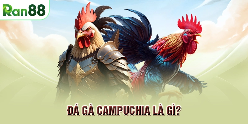 Đá gà Campuchia- Kinh nghiệm chơi và chiến thắng tại RAN88 2025 1 Đá gà Campuchia là gì?