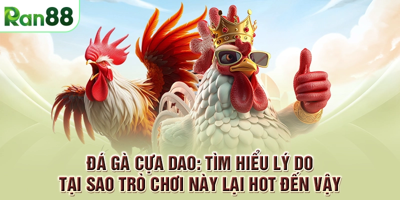 Đá gà cựa dao: Tìm hiểu lý do tại sao trò chơi này lại hot đến vậy