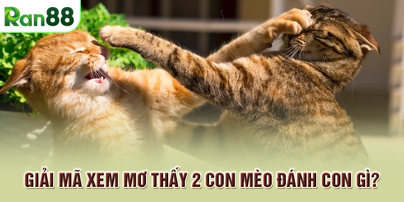 Giải mã xem mơ thấy 2 con mèo đánh con gì?