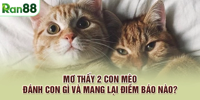 Mơ thấy 2 con mèo đánh con gì và mang lại điềm báo nào?
