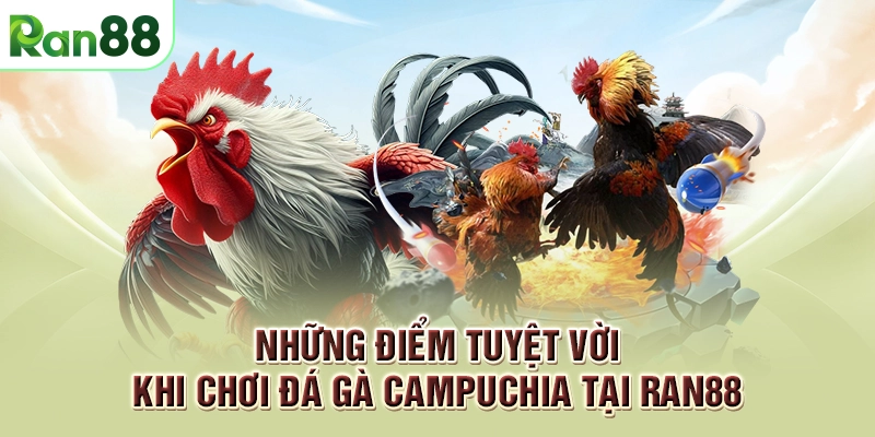 RAN88 25 Những điểm tuyệt vời khi chơi đá gà Campuchia tại RAN88