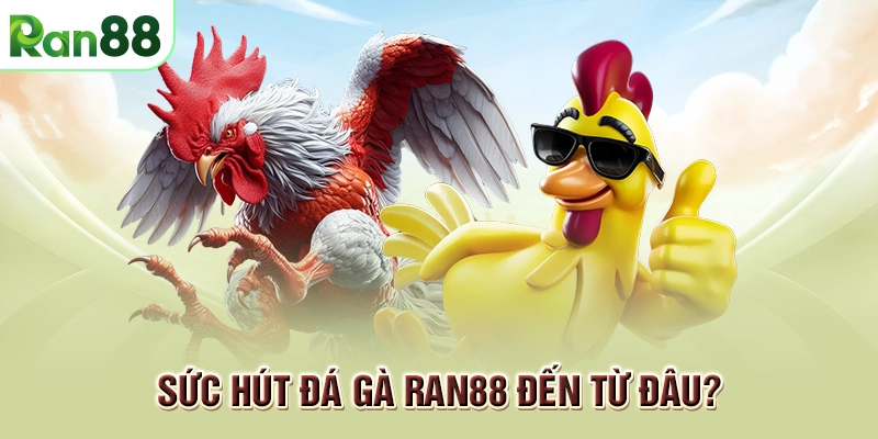 đá gà ran88 nổi bậc
