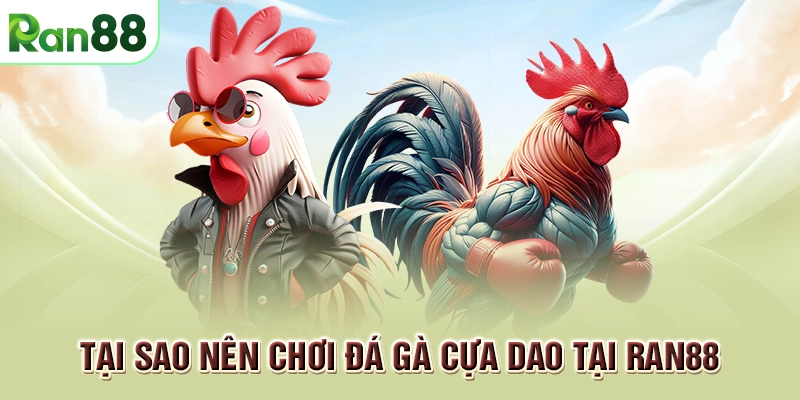 Đá gà cựa dao: Tìm hiểu lý do tại sao trò chơi này lại hot đến vậy 2 Tại sao nên chơi đá gà cựa dao tại RAN88