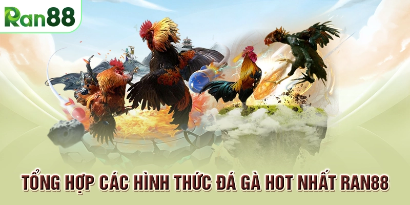 các loại đá gà tại ran88